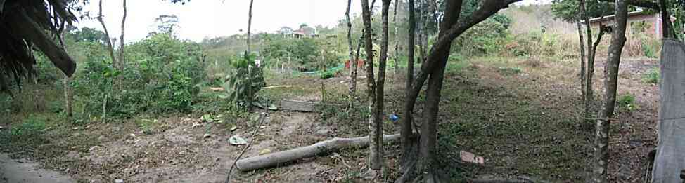 View of the backyard
